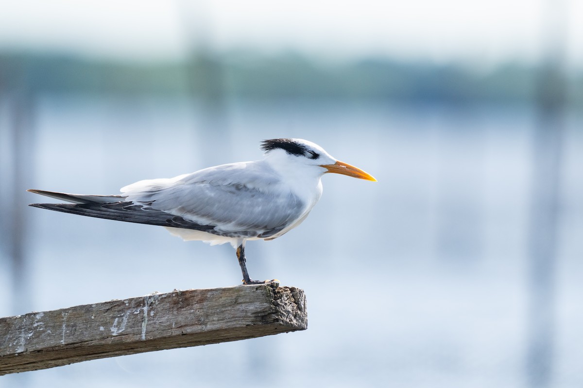 Royal Tern - ML644089032