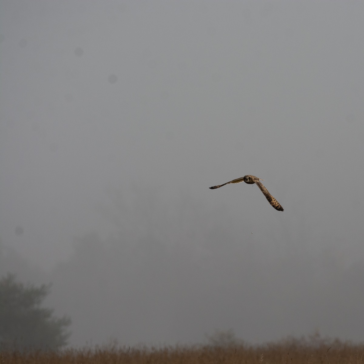 Short-eared Owl - ML644089039