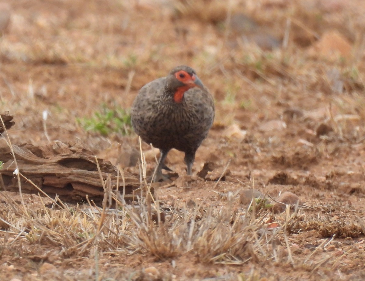 Dere Turacı - ML644089047