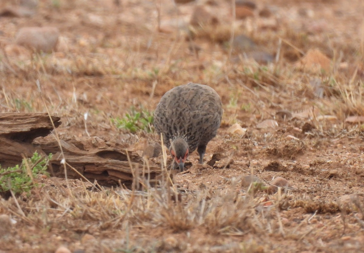 Dere Turacı - ML644089053