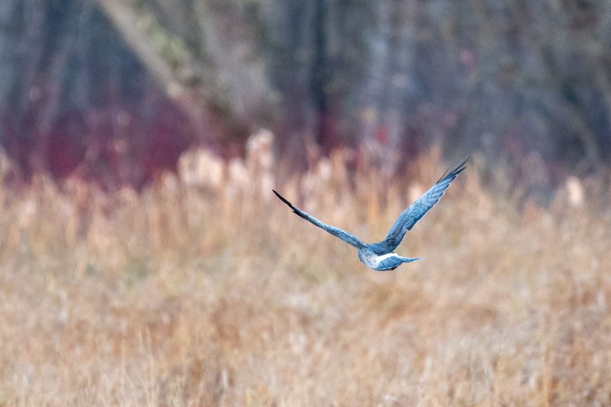 Northern Harrier - ML644089060