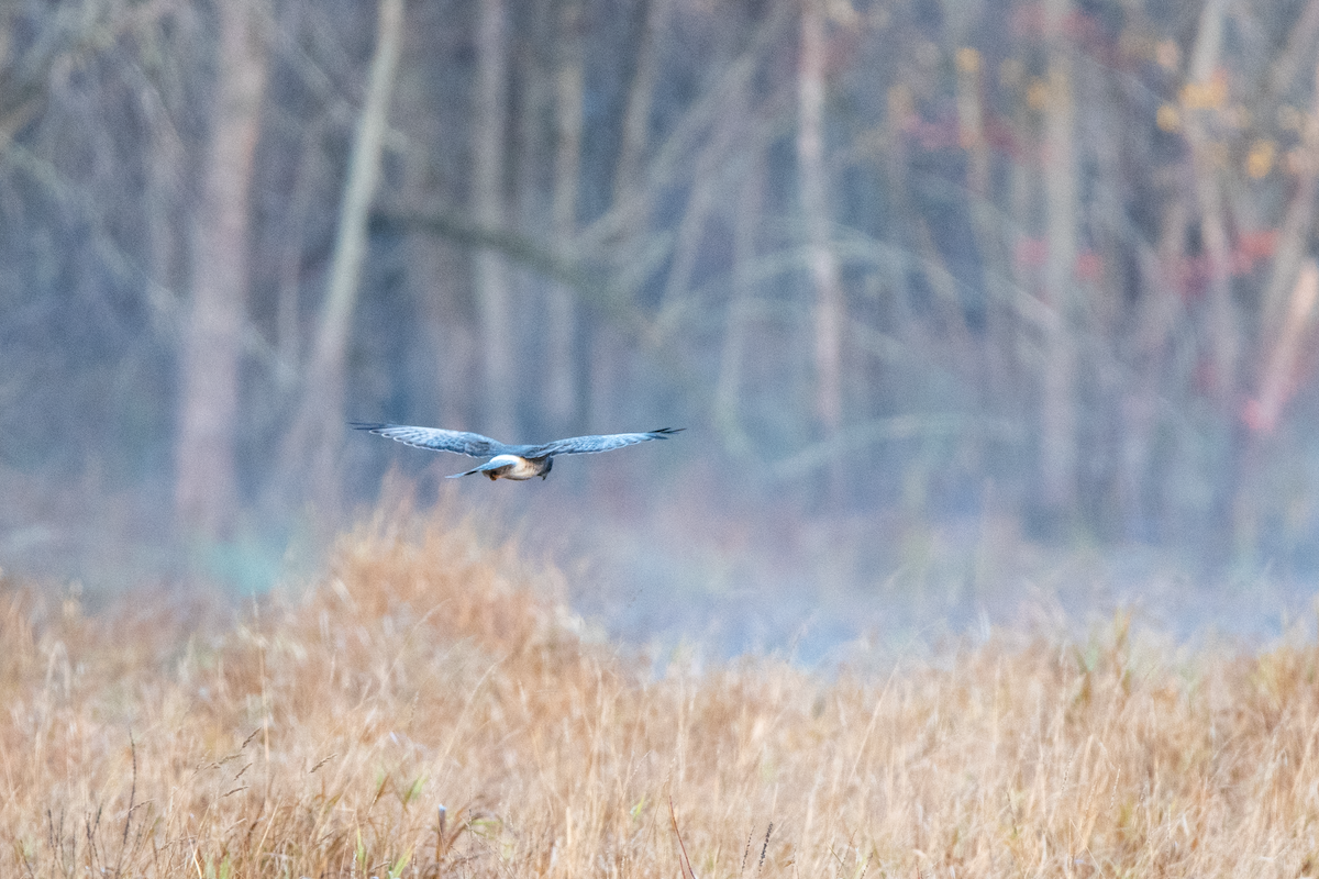 Northern Harrier - ML644089061