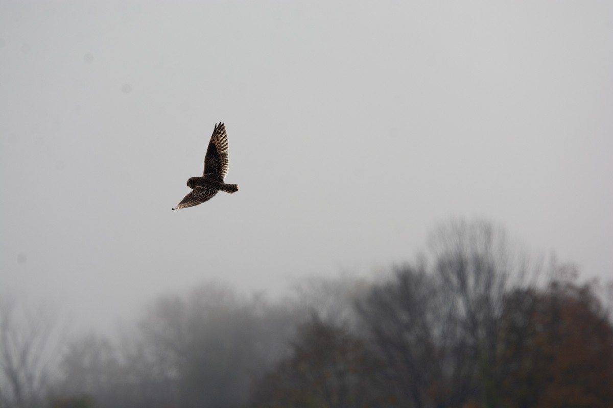 Short-eared Owl - ML644089064