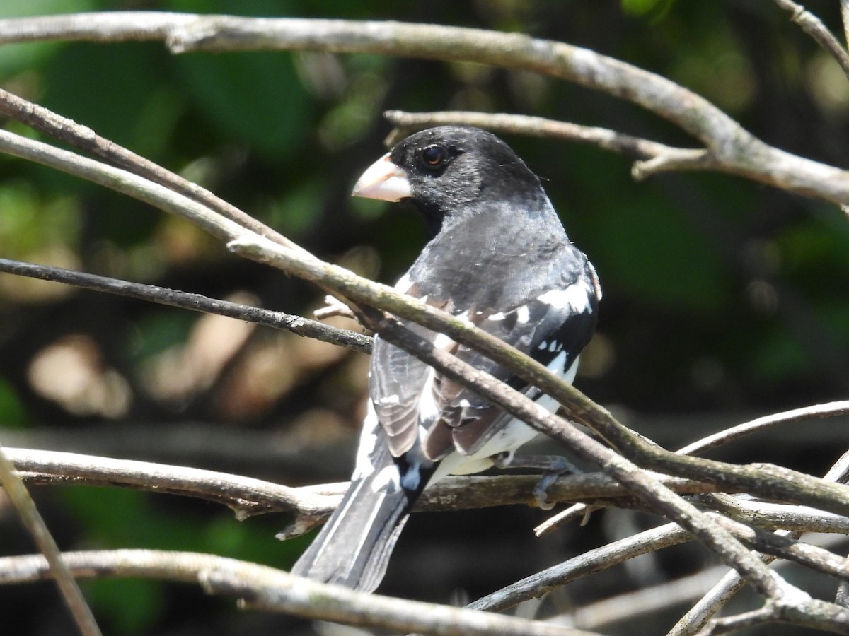 Rose-breasted Grosbeak - ML644089083