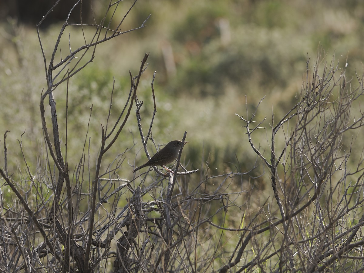 Northern House Wren - ML644089096