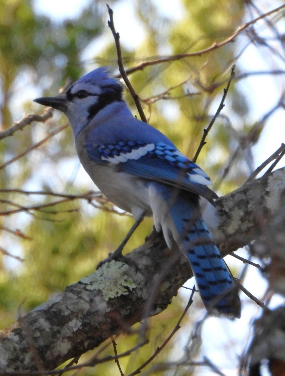 Blue Jay - ML644089101