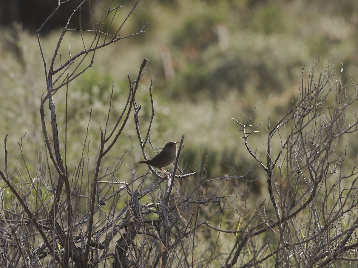 Northern House Wren - ML644089102