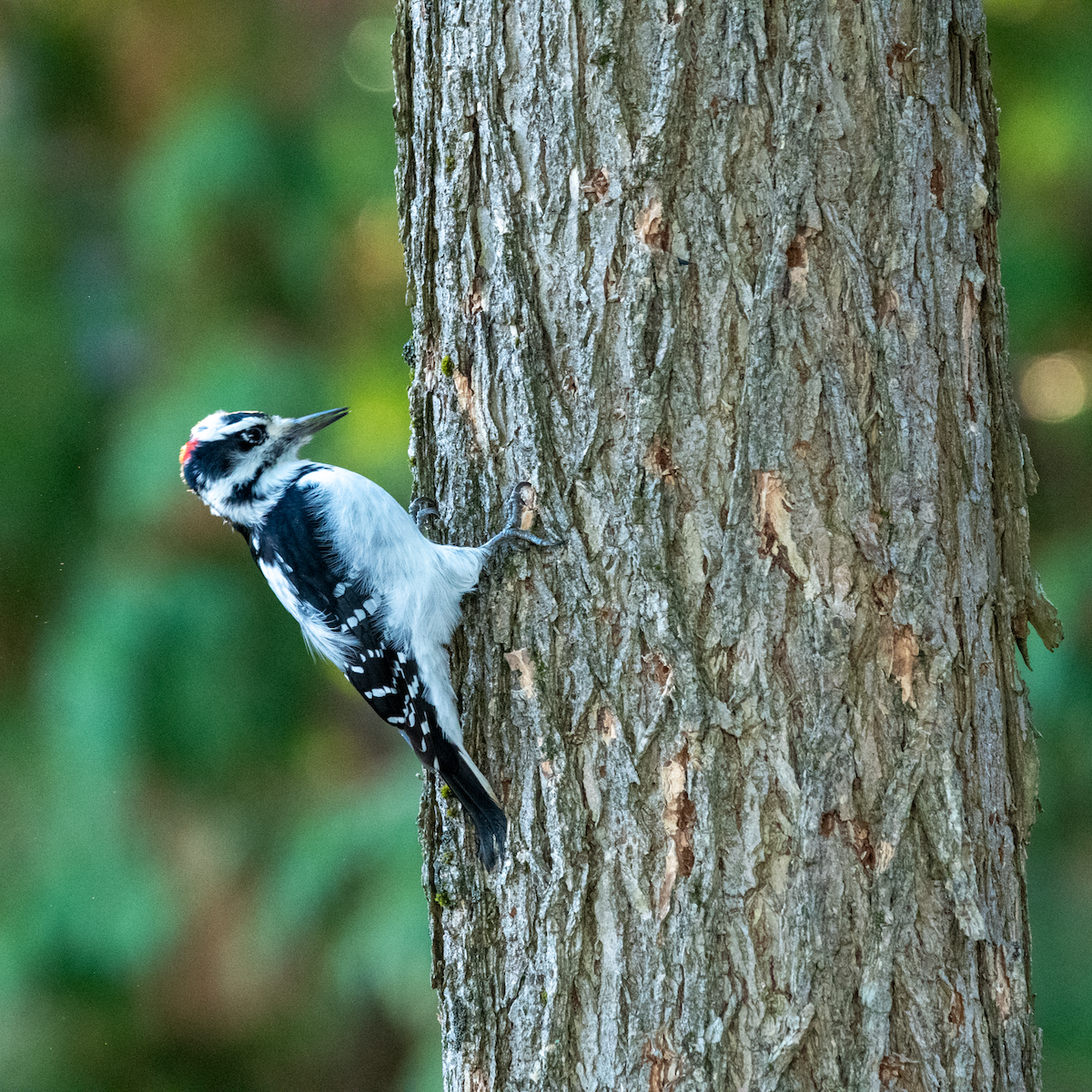 Hairy Woodpecker - ML644089104