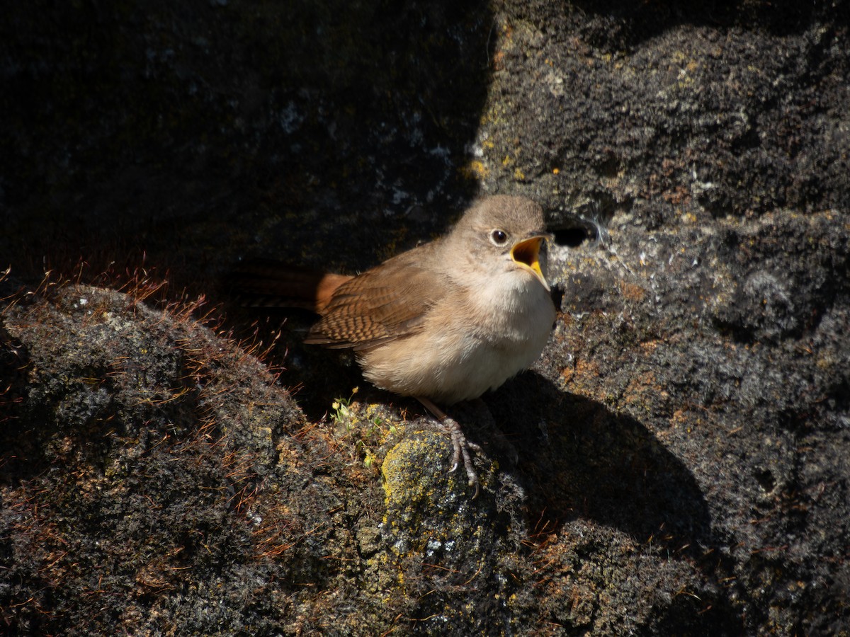 Southern House Wren - ML644089109
