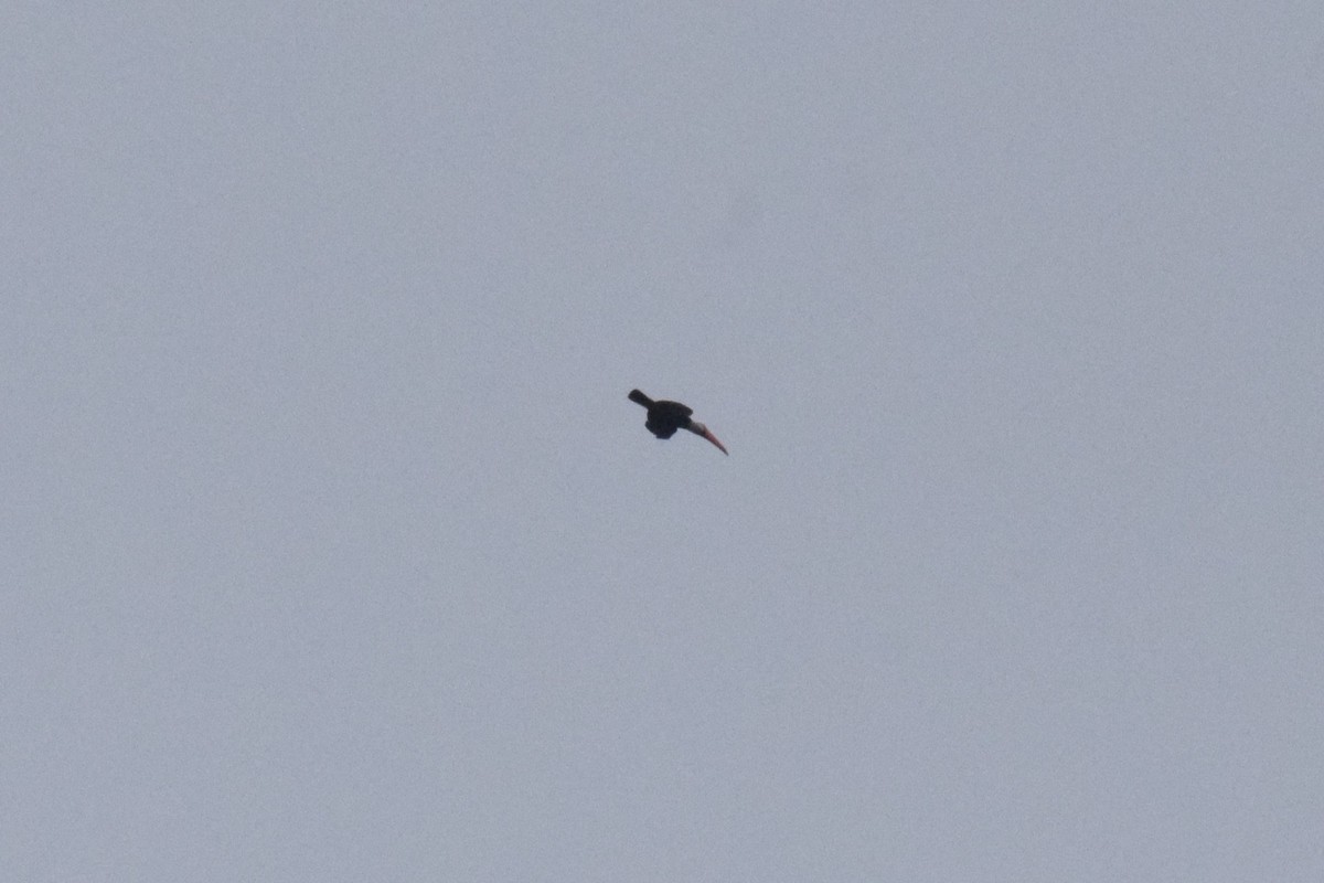 オニオオハシ - ML644089113