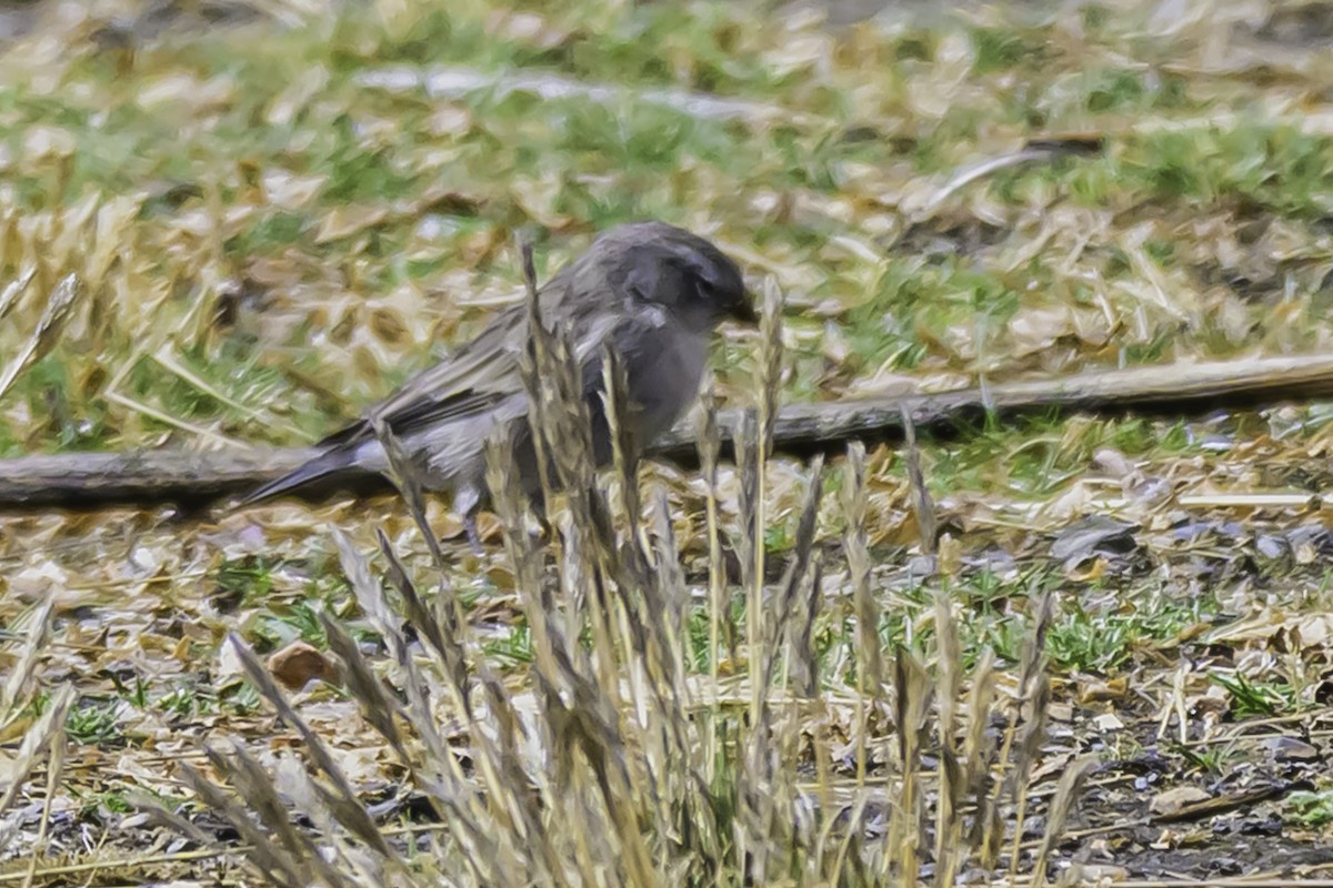 Ash-breasted Sierra Finch - ML644089117