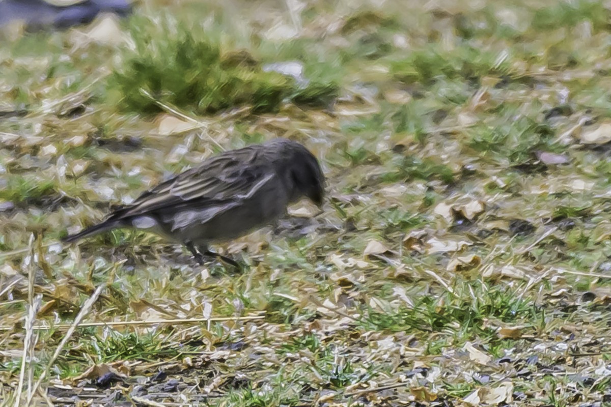 Ash-breasted Sierra Finch - ML644089120