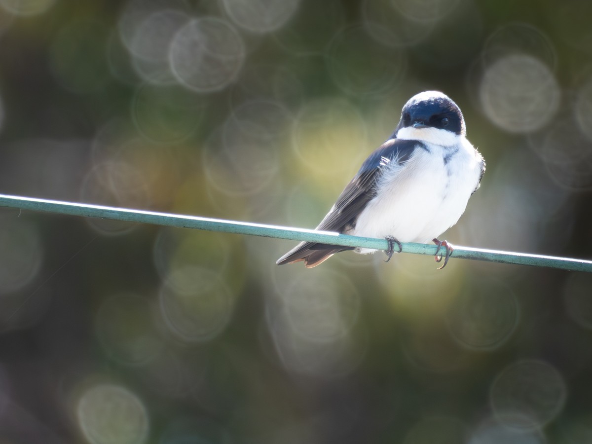 Blue-and-white Swallow - ML644089129