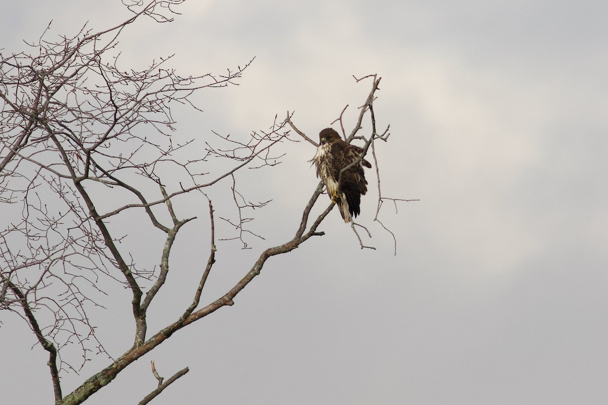 Red-tailed Hawk (abieticola) - ML644089130