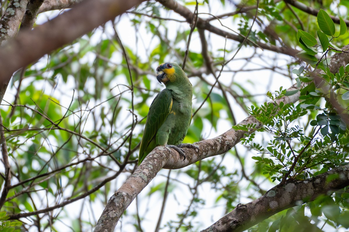 Orange-winged Amazon - ML644089132