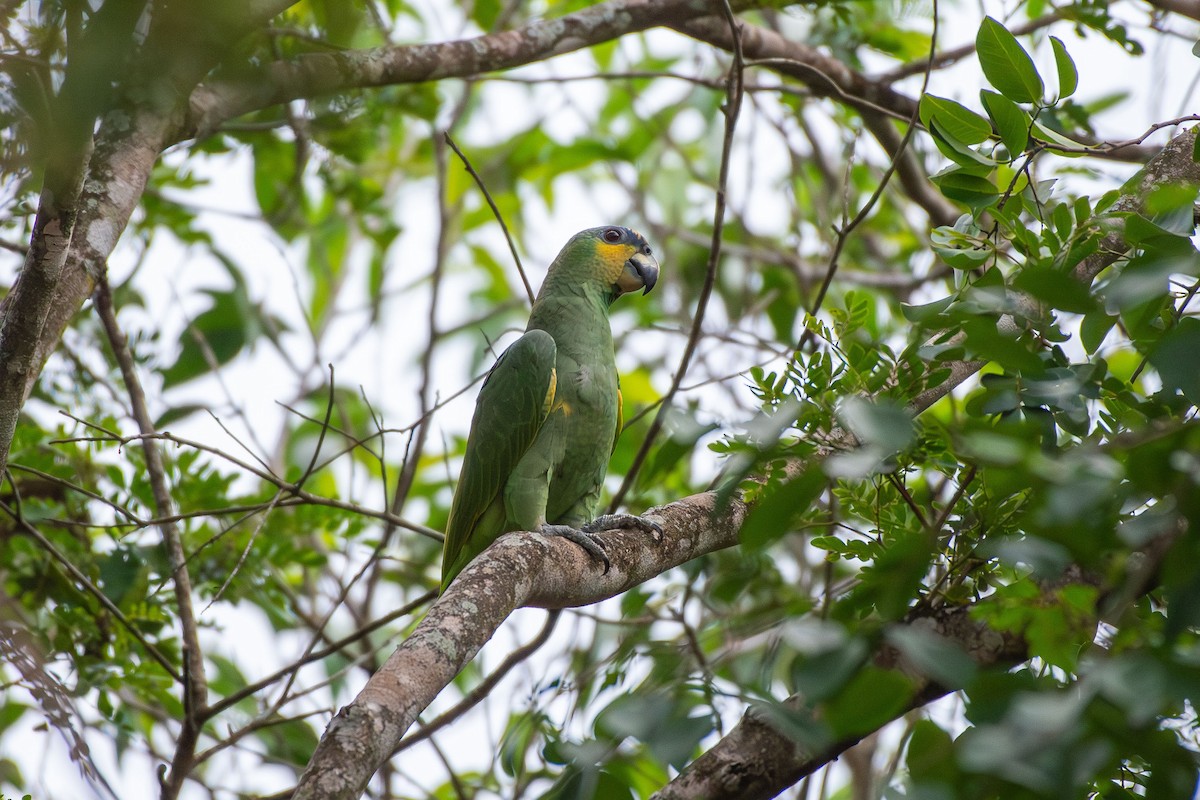 Orange-winged Amazon - ML644089133