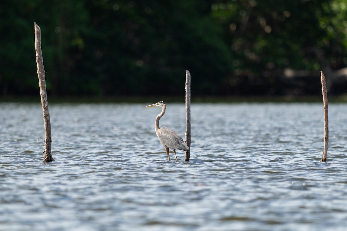 Great Blue Heron - ML644089134