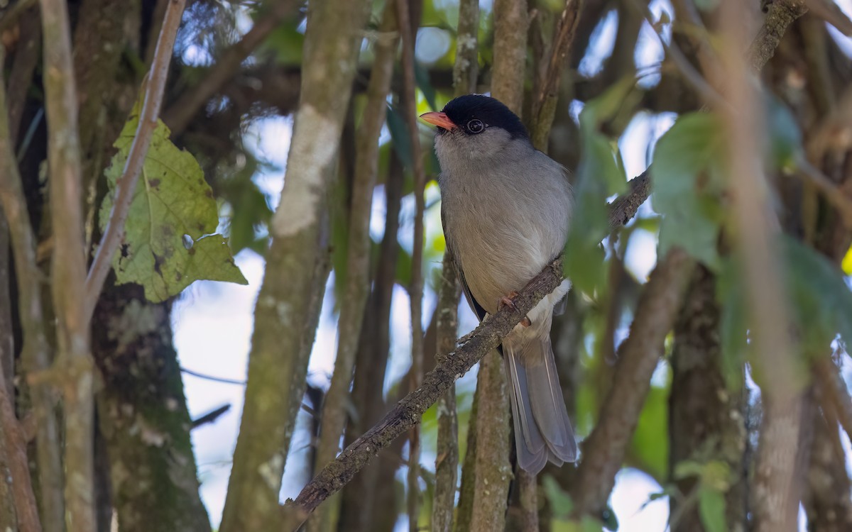 Kappengrasmücke - ML644089136