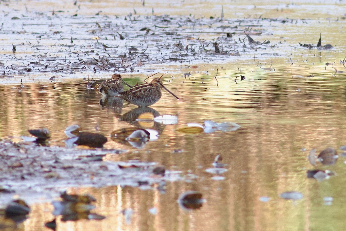 Wilson's Snipe - ML644089148