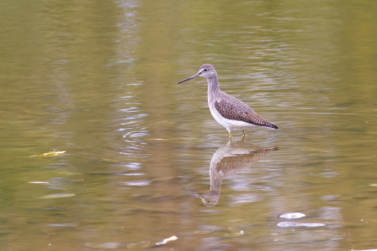 Greater Yellowlegs - ML644089152