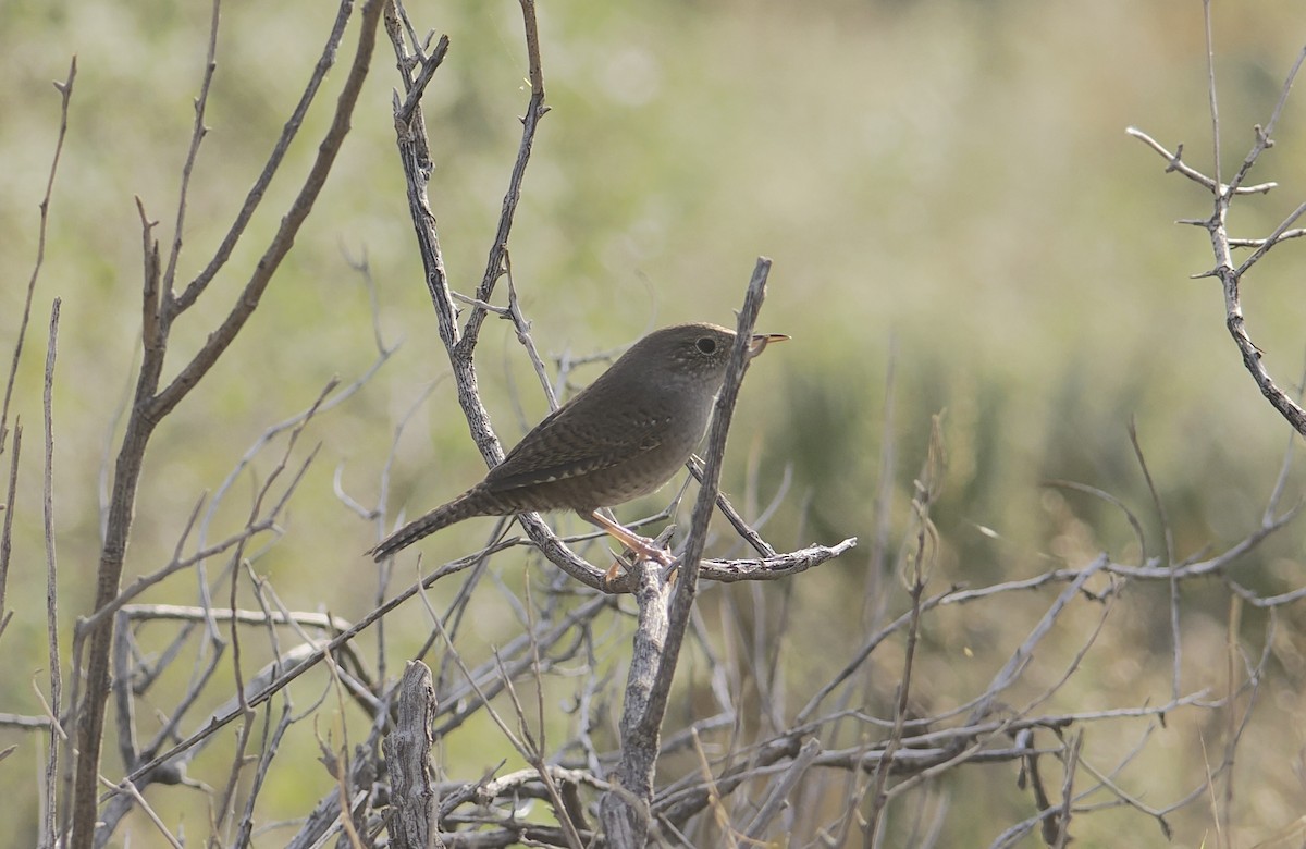 Northern House Wren - ML644089159