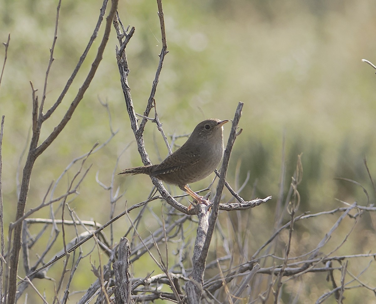Northern House Wren - ML644089181