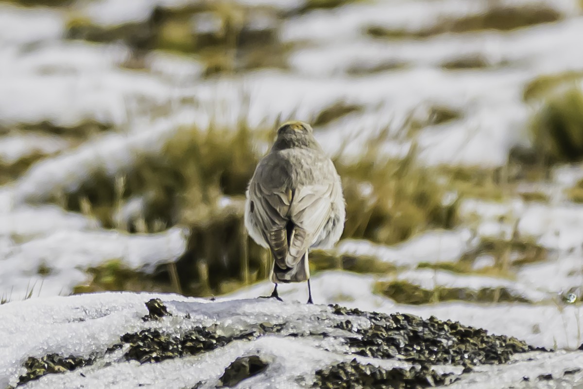 Puna Ground-Tyrant - ML644089187