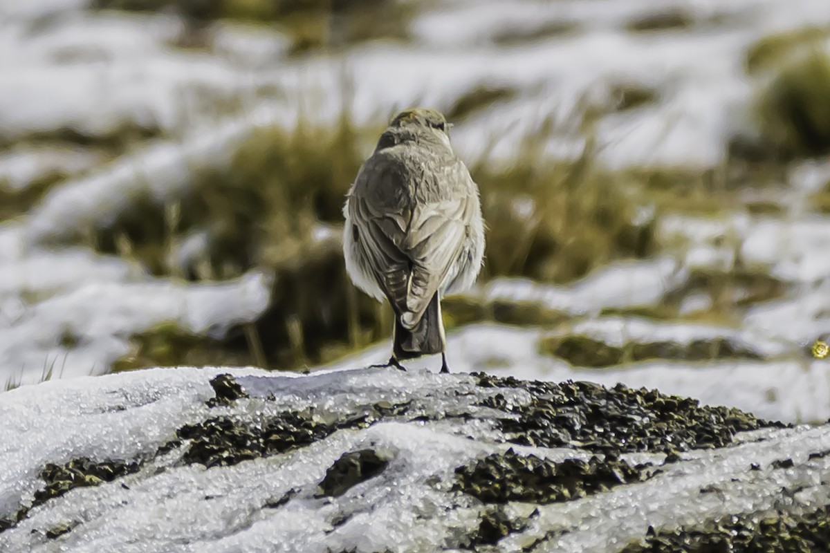 Puna Ground-Tyrant - ML644089189