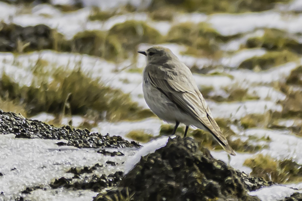 Puna Ground-Tyrant - ML644089190