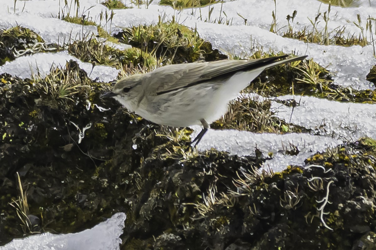 Puna Ground-Tyrant - ML644089191