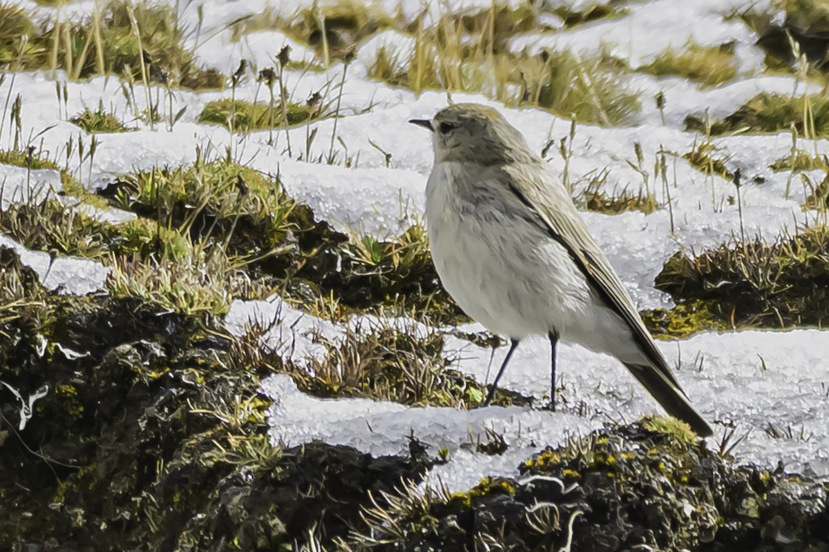 Puna Ground-Tyrant - ML644089192