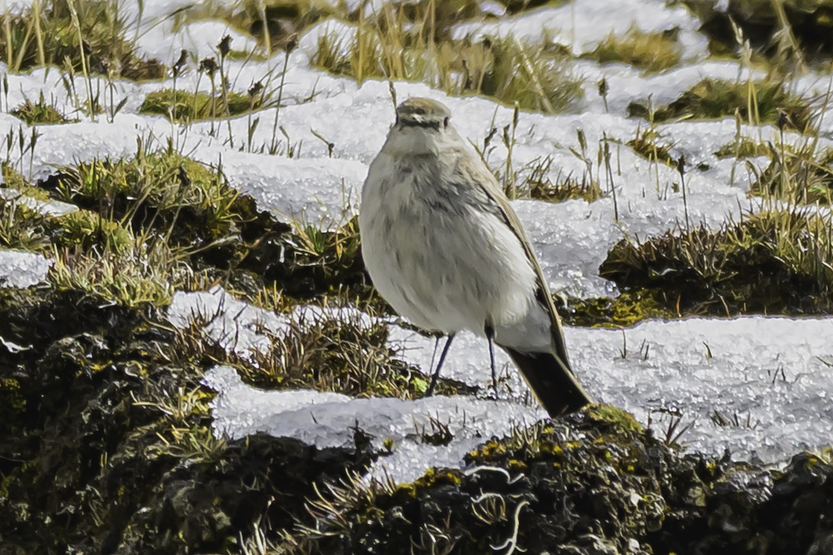 Puna Ground-Tyrant - ML644089193