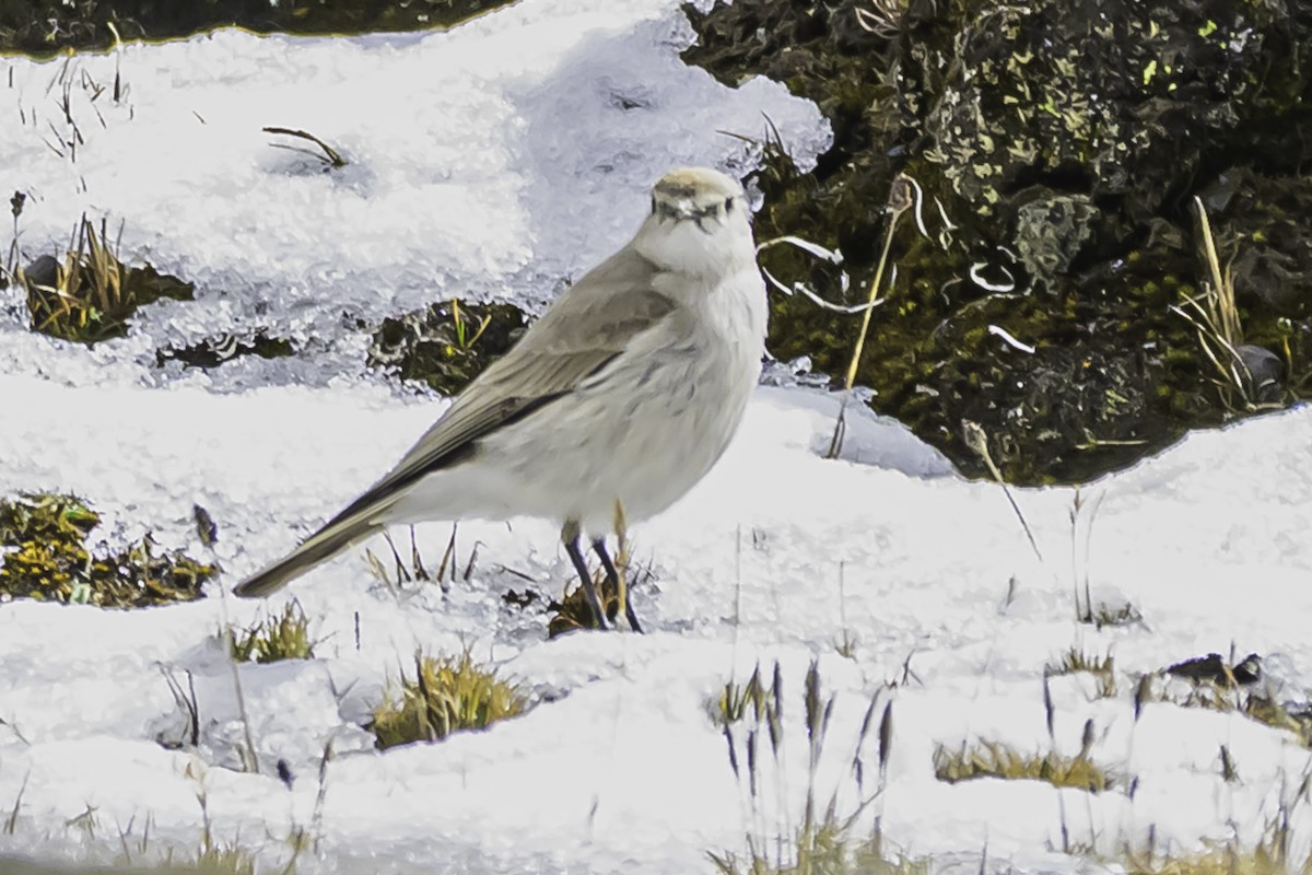 Puna Ground-Tyrant - ML644089195