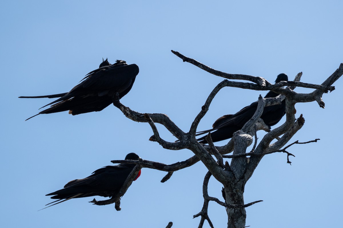 Magnificent Frigatebird - ML644089199