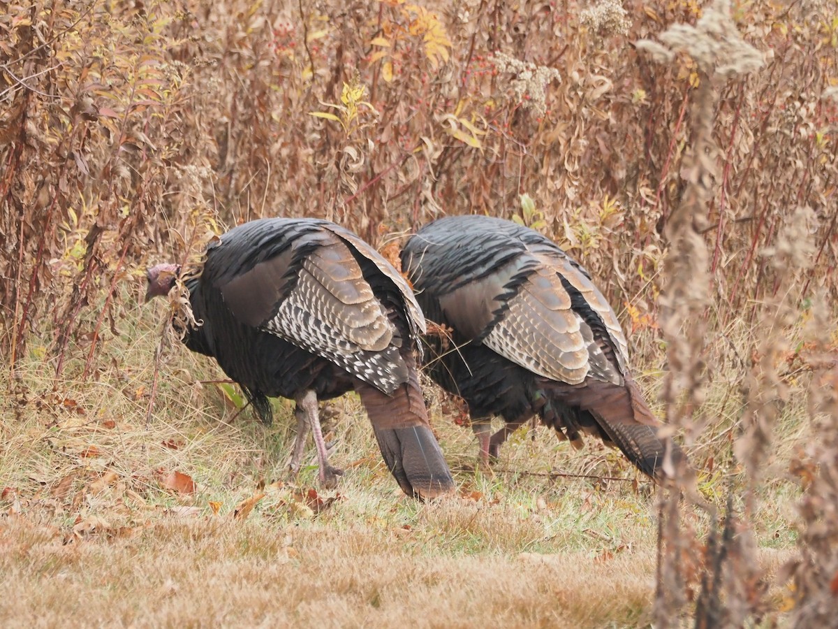 Wild Turkey - ML644089203