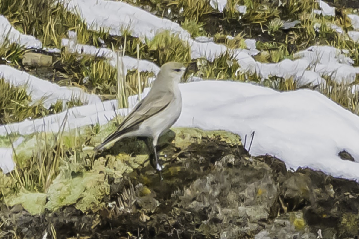 Puna Ground-Tyrant - ML644089215