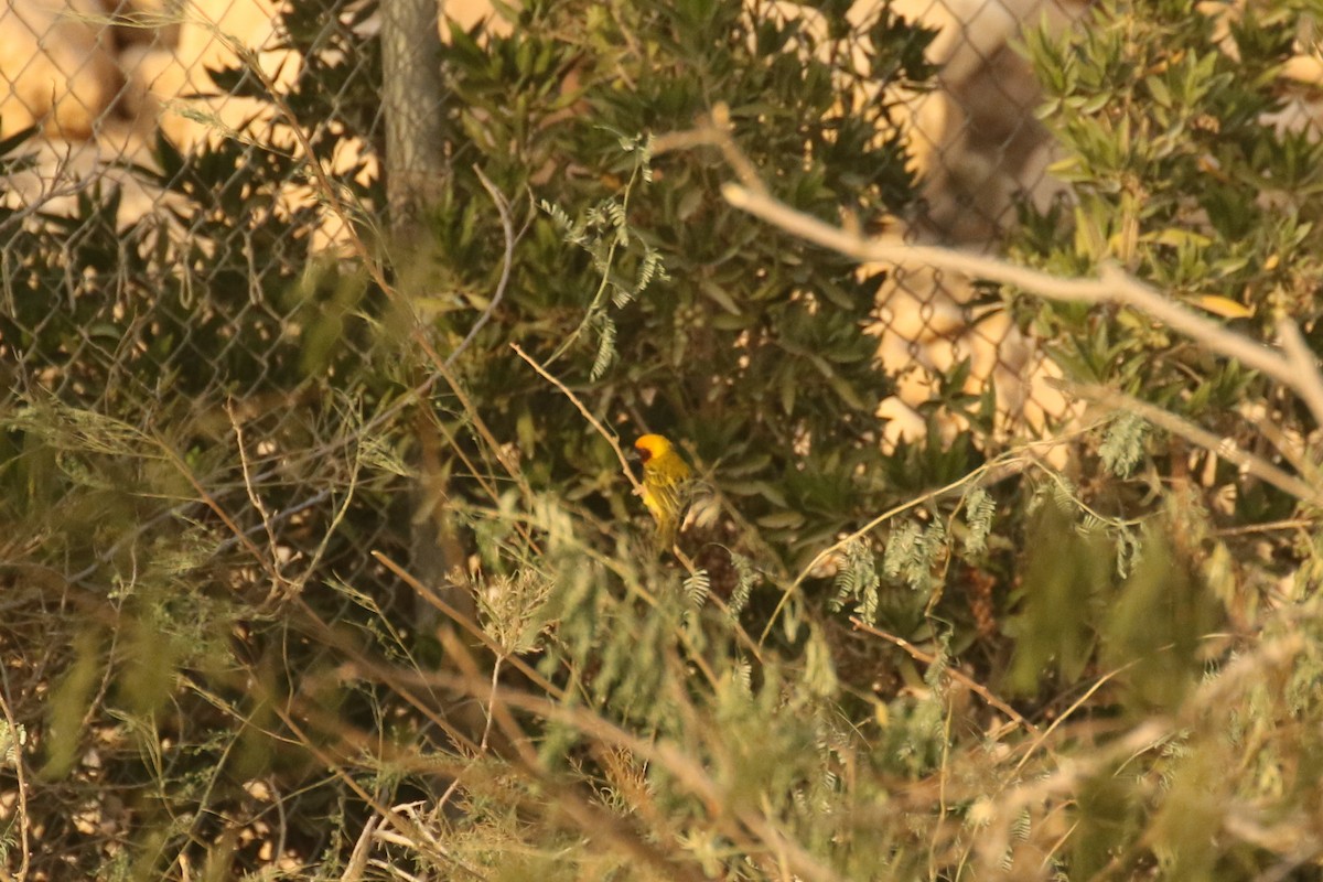 Rüppell's Weaver - ML644089220