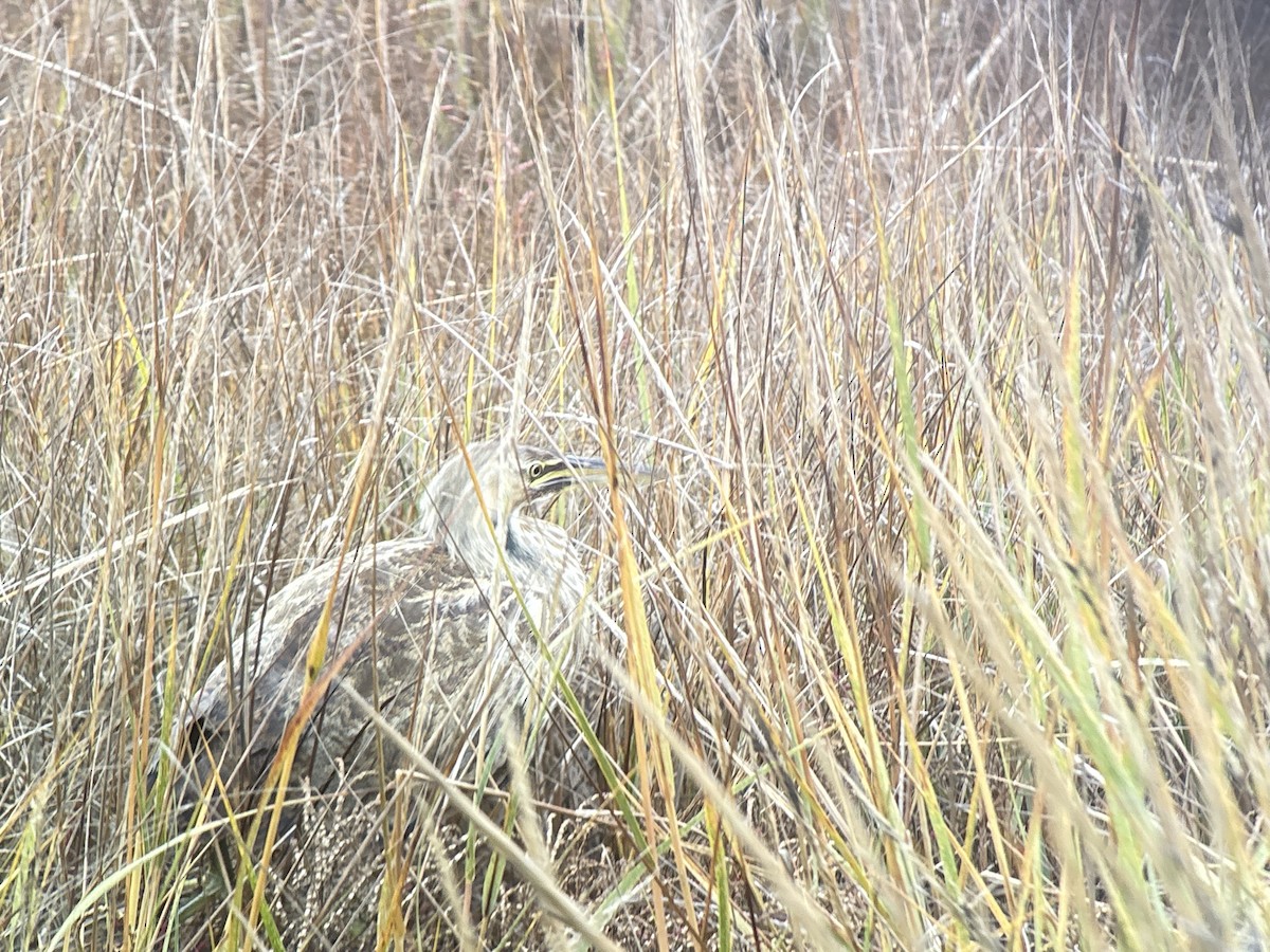 American Bittern - ML644089222