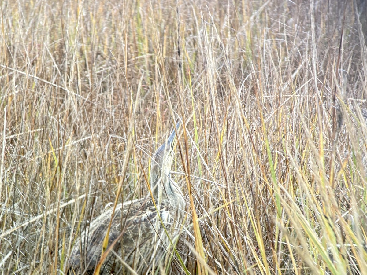American Bittern - ML644089223