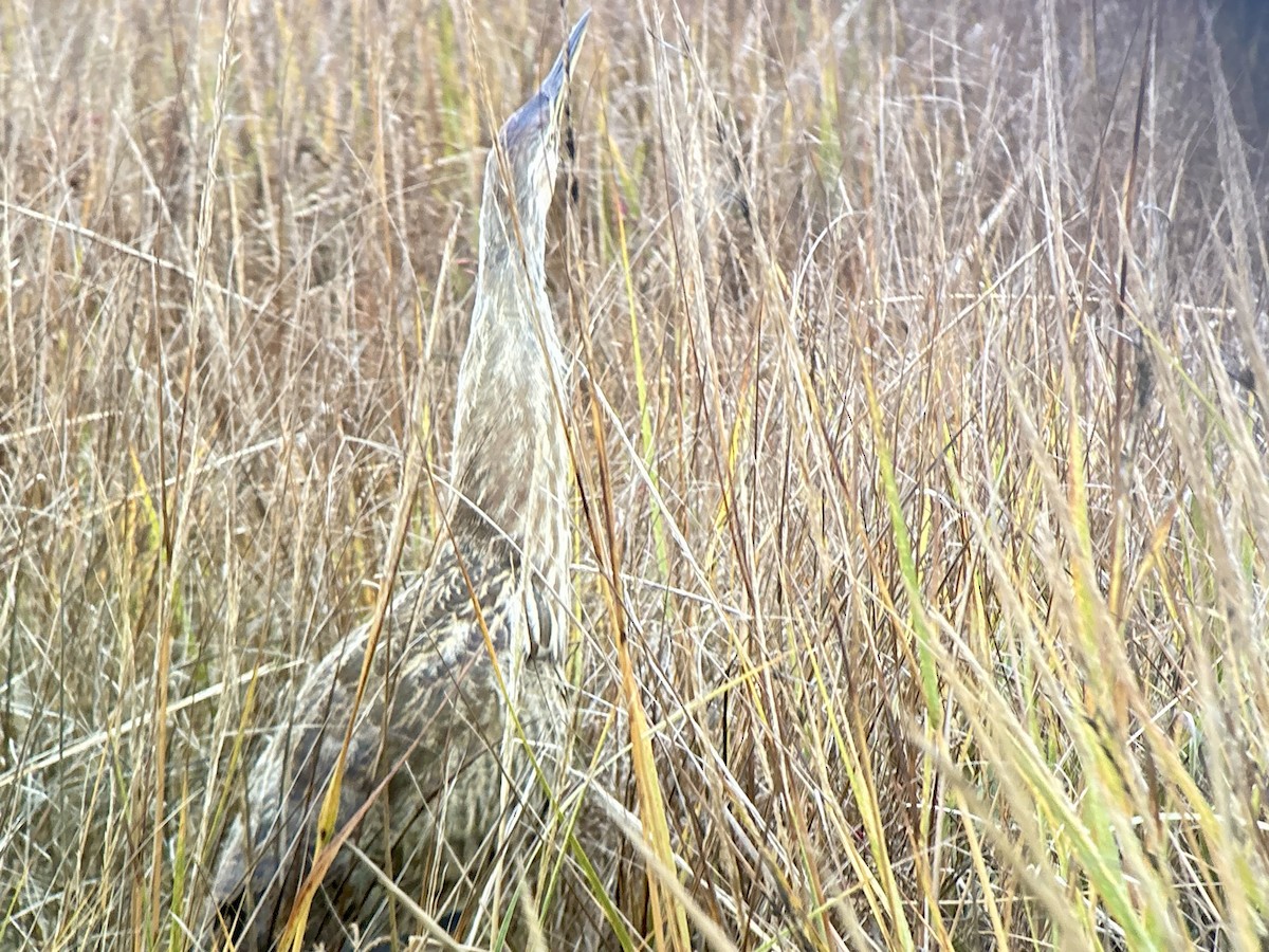 American Bittern - ML644089224
