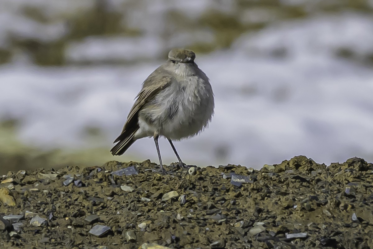 Puna Ground-Tyrant - ML644089238