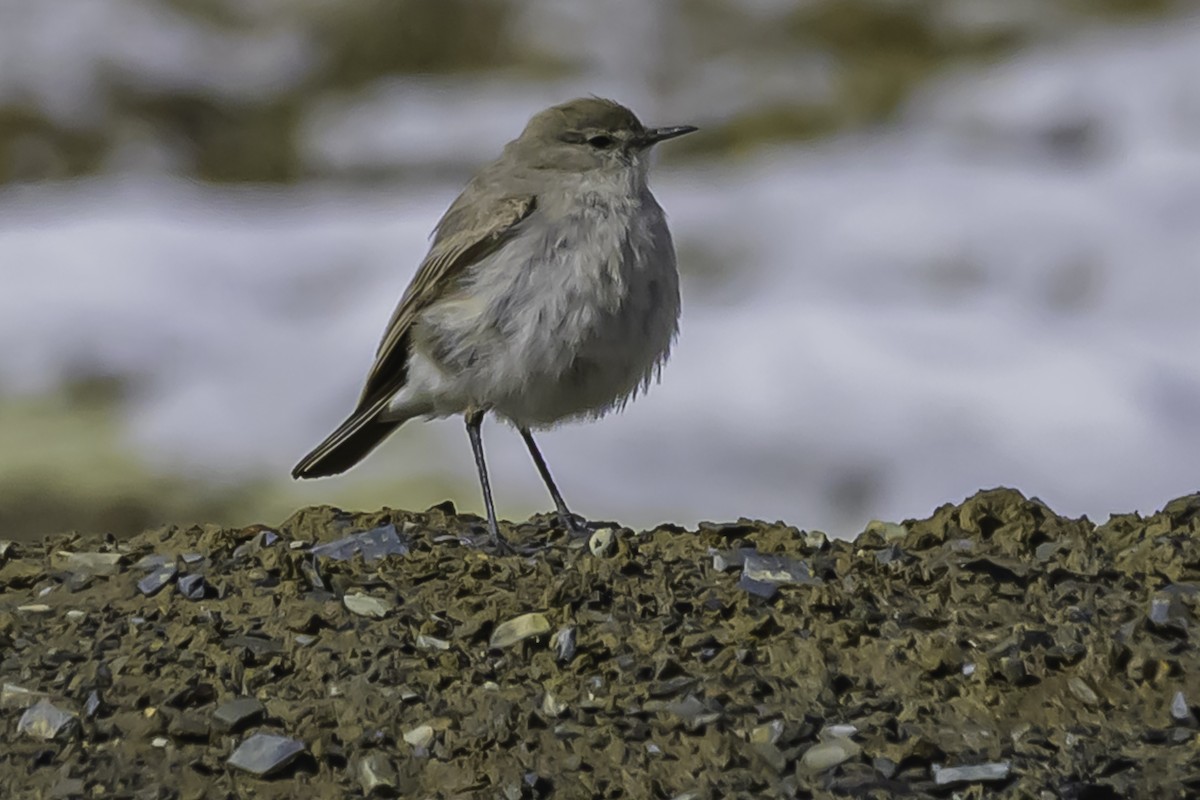 Puna Ground-Tyrant - ML644089242