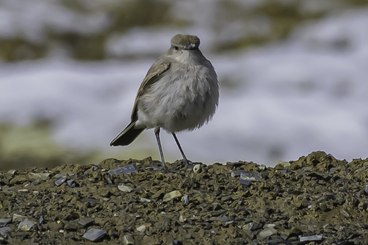 Puna Ground-Tyrant - ML644089244