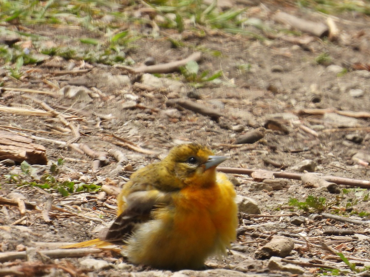 Baltimore Oriole - ML644089249