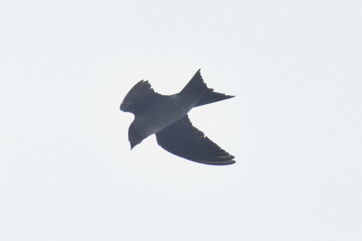 Gray-breasted Martin - ML644089250