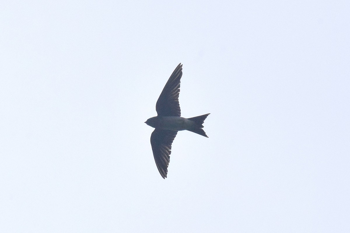 Gray-breasted Martin - ML644089251