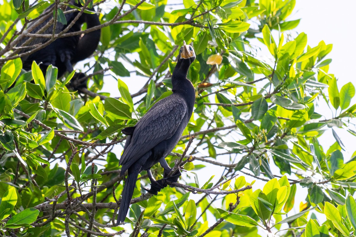 Neotropic Cormorant - ML644089253