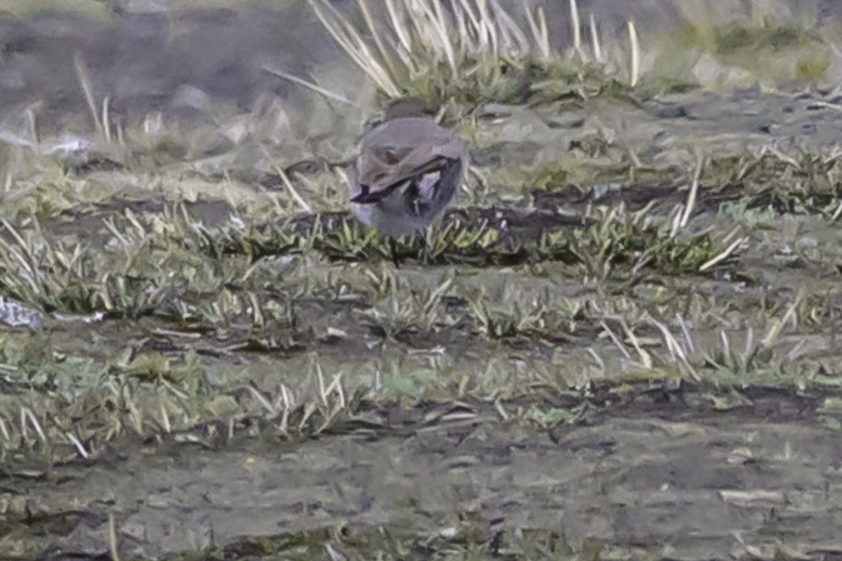 Puna Ground-Tyrant - ML644089257