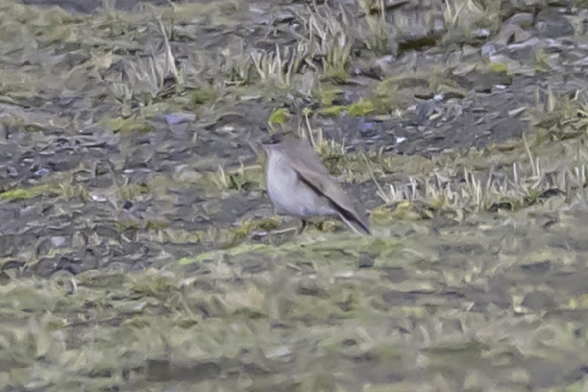 Puna Ground-Tyrant - ML644089260