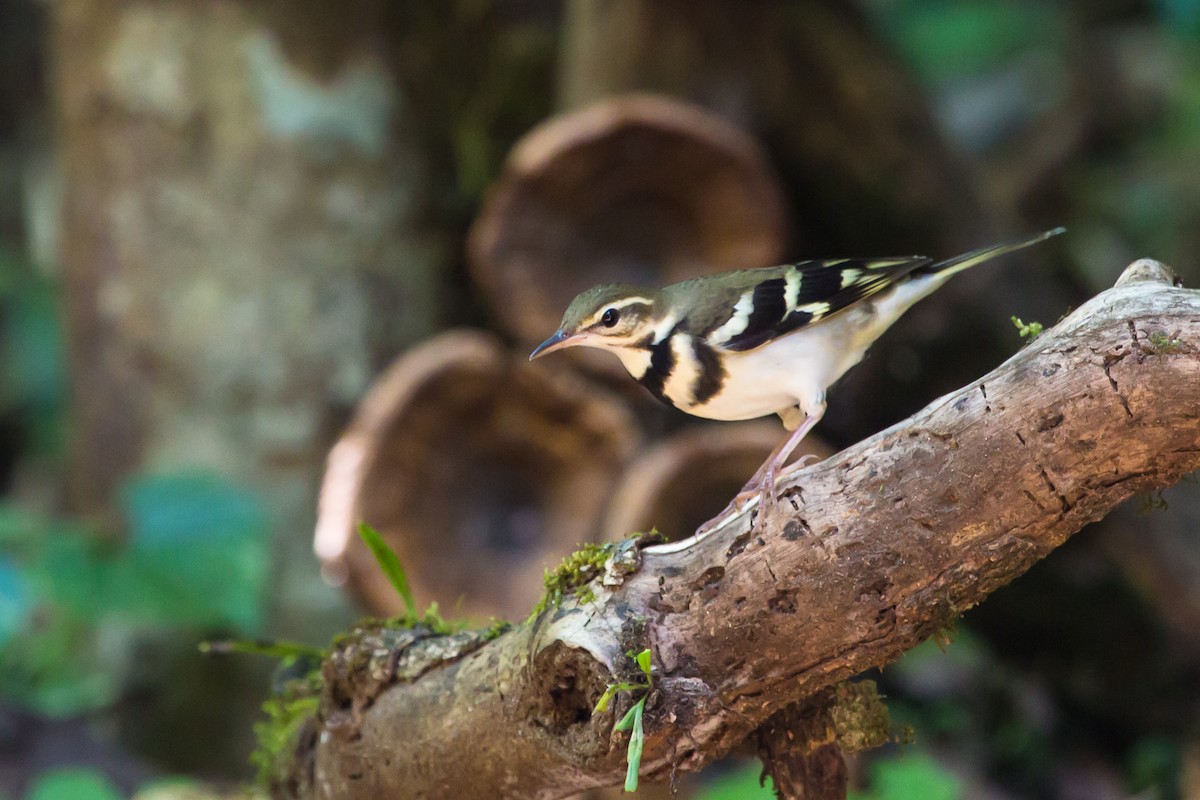 イワミセキレイ - ML644089262